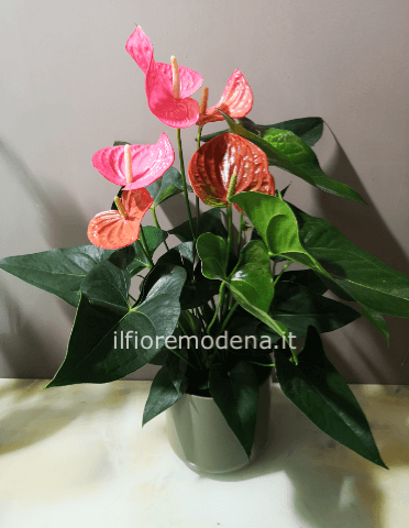 Pianta anthurium 